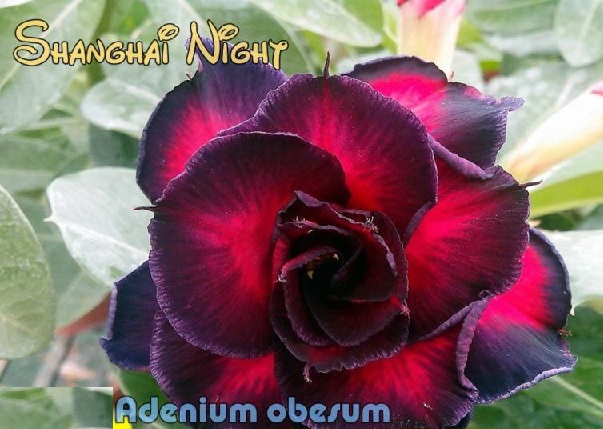New Adenium \'Shanghai Night\' 5 Seeds